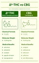 Ã¢Ëâ 8-THC vd CBG, Delta 8 Tetrahydrocannabinol vs Cannabigerol vertical infographic Complete Royalty Free Stock Photo